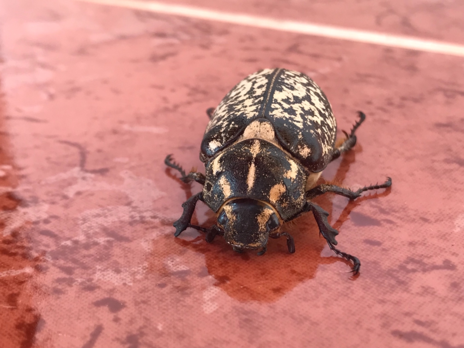 Haziran Böceği - Polyphylla olivieri